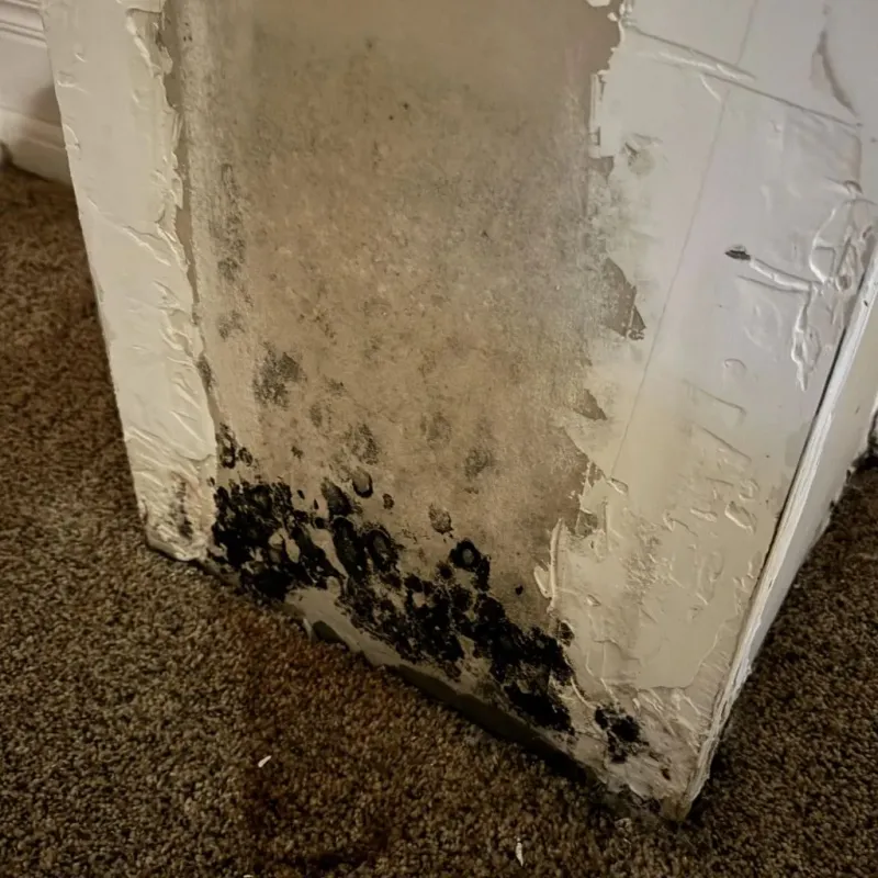 Professional Mold Removal in Whatcom County, WA